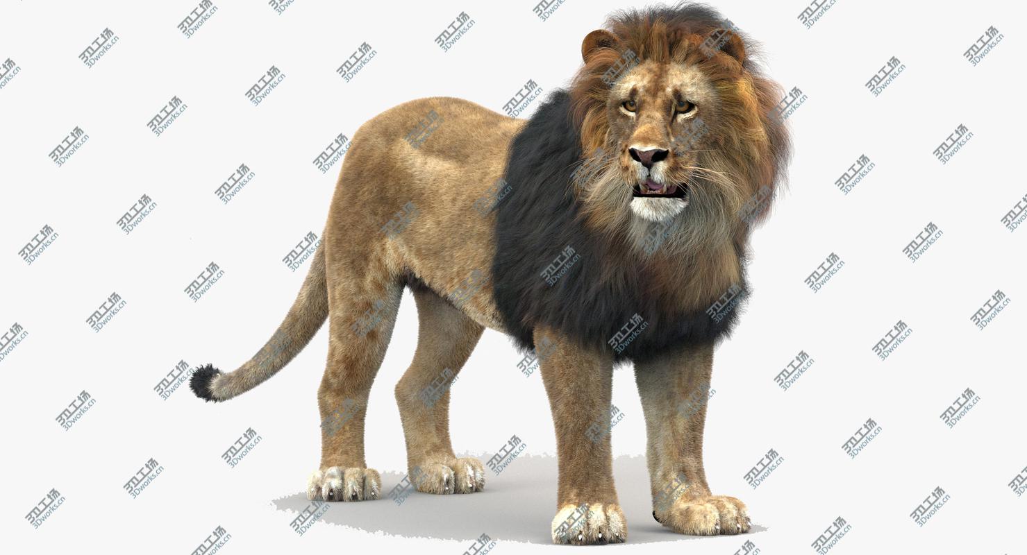 images/goods_img/2021040161/Lion (1) (Rigged, Fur)/2.jpg